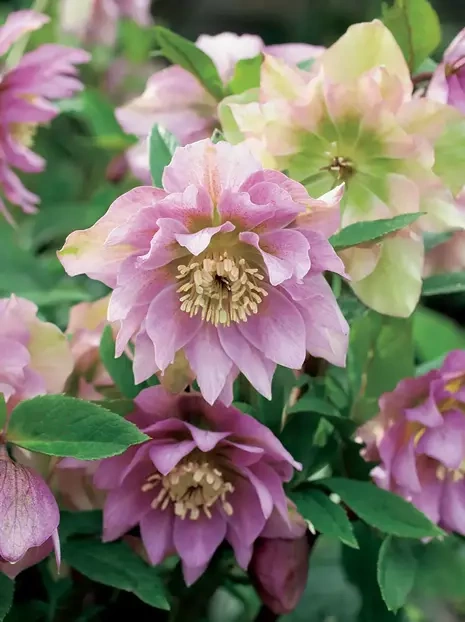 Lenzrose (Helleborus orientalis) 'Double Ellen Pink'