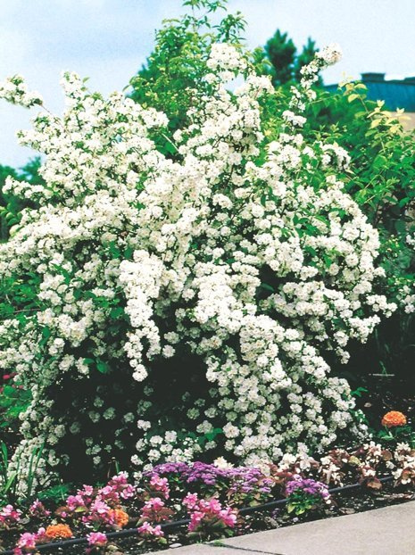 Pfeifenstrauch (Philadelphus) - Zierstrauch