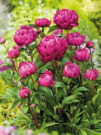 Pfingstrose (Paeonia) 'Karl Rosenfield'