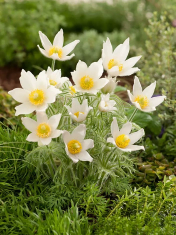 Kuhschelle (Pulsatilla japonica) 'White'