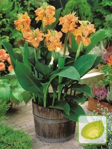 Blumenrohr (Canna) Picasso