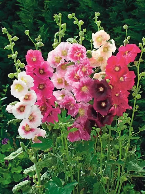 Stockrose (Alcea) Mix 5 St.