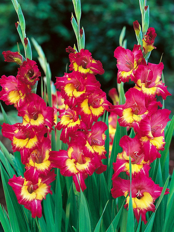 Gladiole (Gladiolus) 'Far West'