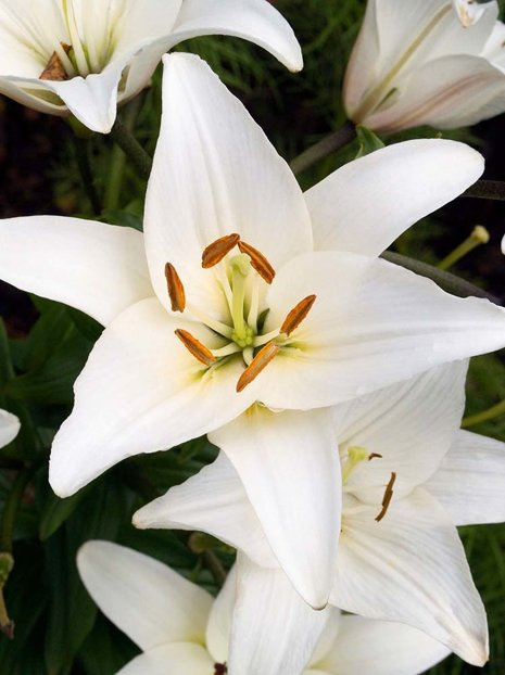 Lilie (Lilium) 'Navona'