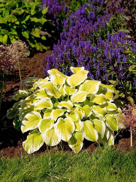 Funkie (Hosta) 'Spring Morning'