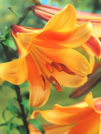 Lilie (Lilium) 'African Queen'