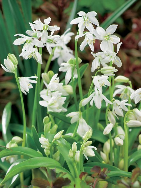 Blaustern (Scilla) Siberica Alba 10 St.