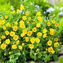 Fingerstrauch (Potentilla) 'Goldfinger' - Zierstrauch