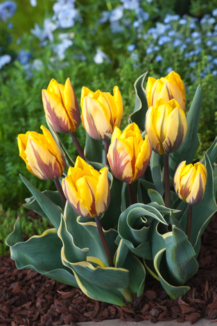 Niedrige Tulpe ( Tulipa ) Ravana 5 Stk.