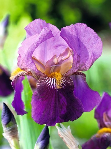 Deutsche Schwertlilie (Iris Germanica) 'Senlac'