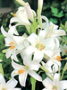 Lilie (Lilium candidum) - 'Heiliger Antonius'