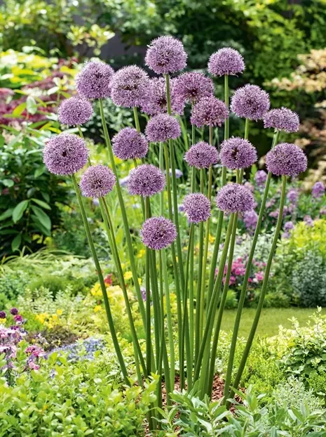 Zierlauch (Allium) 'Gladiator'