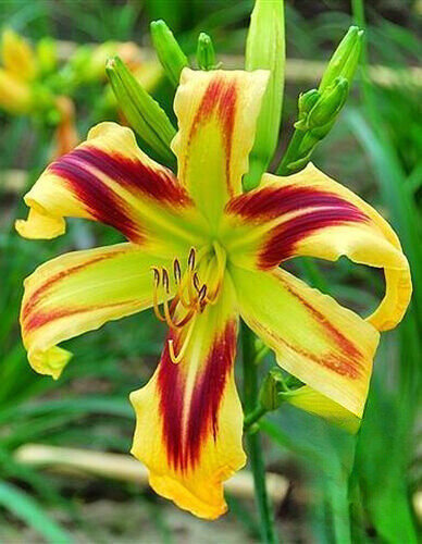 Taglilie (Hemerocallis) ' Blizzard Bay ' 1 St.