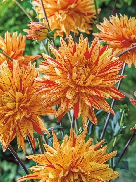 Dahlie (Dahlia) 'Striped Vulcan'