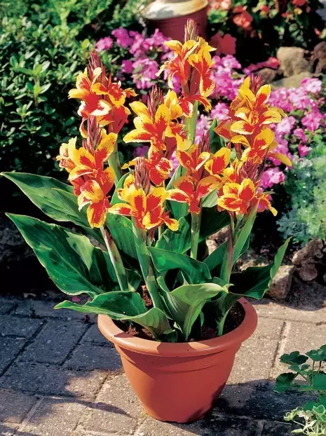 Blumenrohr (Canna) 'Reine Charlotte' 1 St.