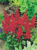 Prachtspiere (Astilbe arendsii) 'Fanal' 1 St.