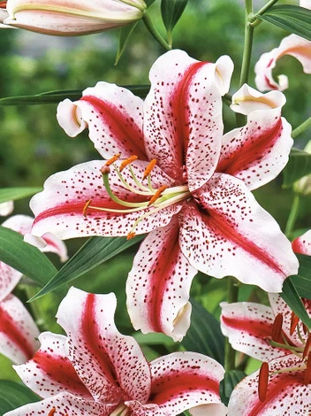 Lilie (Lilium) 'Dizzy'