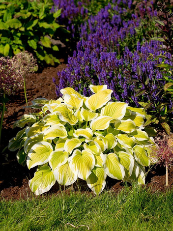 Funkie (Hosta) 'Spring Morning'