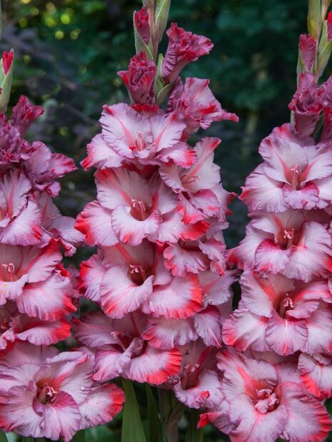 Gladiolus (Gladiolus) "Ted's Trump" 5 Stück