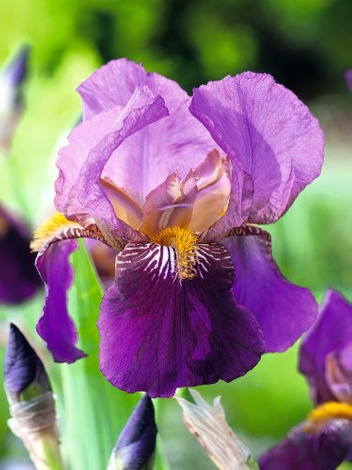 Deutsche Schwertlilie (Iris Germanica) 'Senlac'