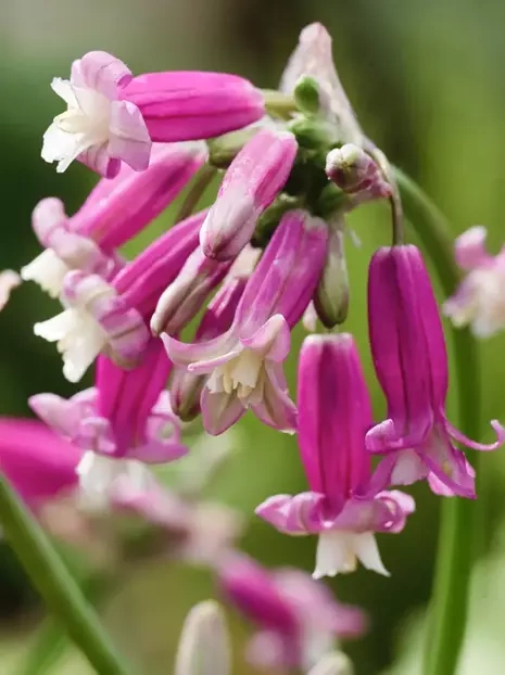 Dichelostemma 'Pink Diamond'