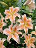 Lilie (Lilium) 'Salmon Star'