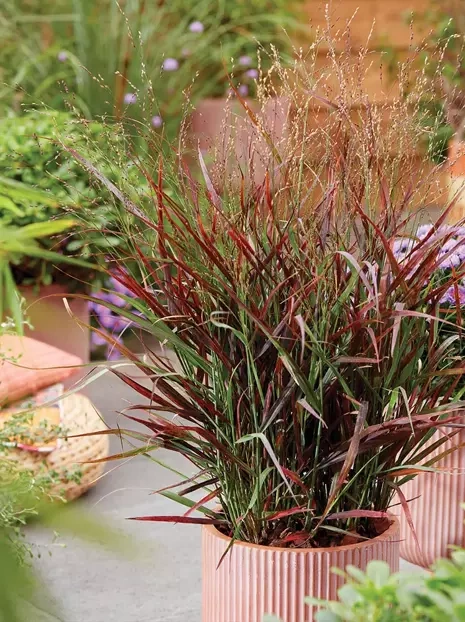 Ziergras Rutenhirse ( Panicum virgatum ) 'Hot Rod'