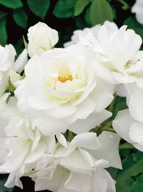 Kletterrose (Rosa) 'Climbing Iceberg'