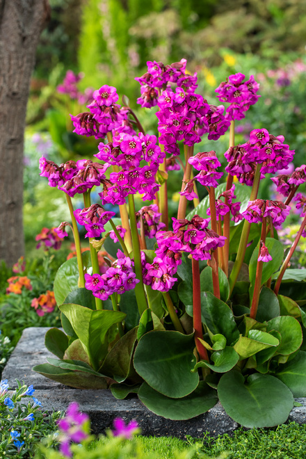 Bergenie (Bergenia cordifolia) 'Eroica' 1 St.