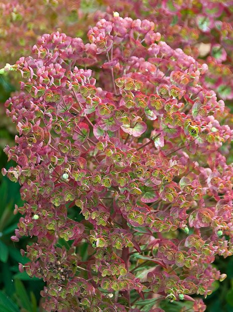 Wolfsmilch (Euphorbia) 'Martini'