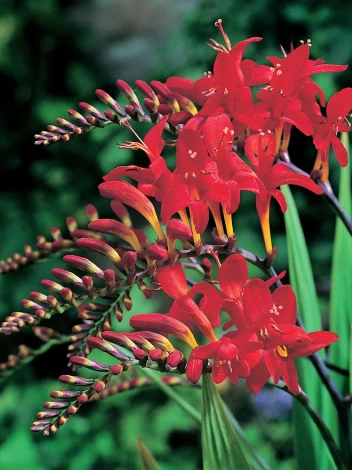 Montbretie (Crocosmia) 'Lucifer' 5 St.