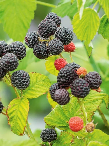 Himbeere (Rubus)