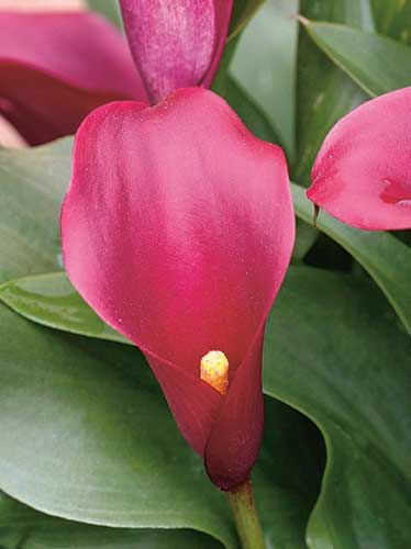 Zantedeschia (Calla)  'Allure' 1 St.