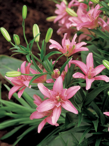 Lilie (Lilium) 'Little Kiss'