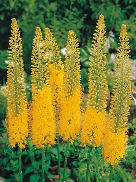 Steppenkerze (Eremurus) 'Bungei'