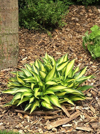 Funkie (Hosta)  'Lakeside Little Tuft'