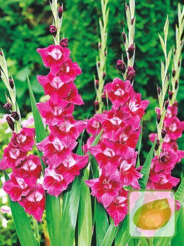 Gladiole (Gladiolus) Velvet Eyes