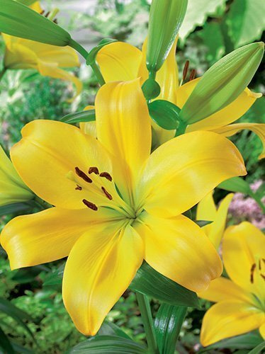 Asiatische gelbe billige Lilie (Lilium) 1 Stk.