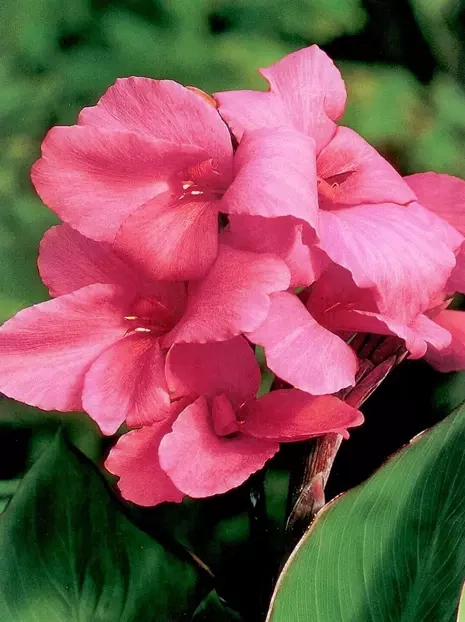 Blumenrohr (Canna) Pink 1 St.