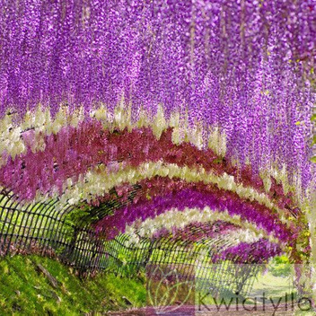 Weißer Chinesischer Blauregen (Wisteria) Weiß