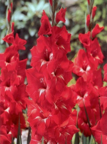 Gladiole billig (Gladiolus) 'Traderhorn'