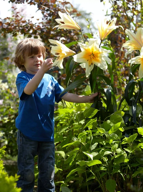 Baumlilie (Lillium) 'High Tea' 1 St.