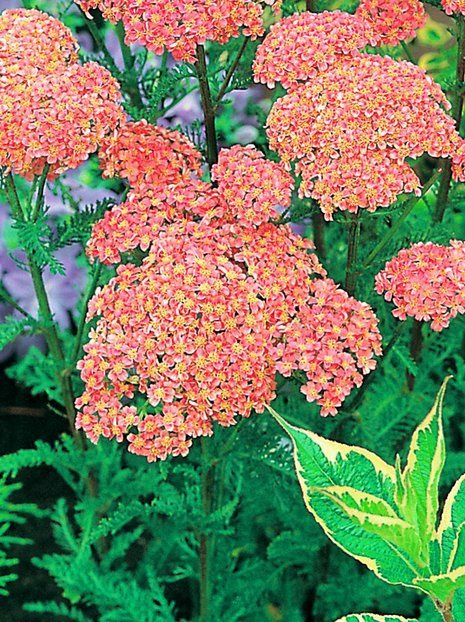 Schafgarbe (Achillea) 'Altrosa' 1 St.