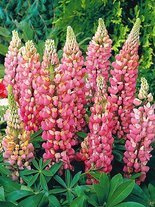 Lupine (Lupinus) rosa