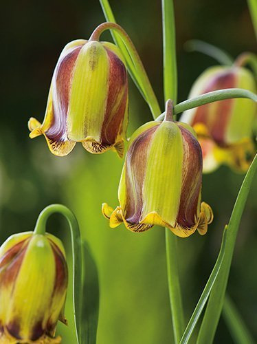 Kaiserkrone (Frittilaria acmopetala) 5 St.