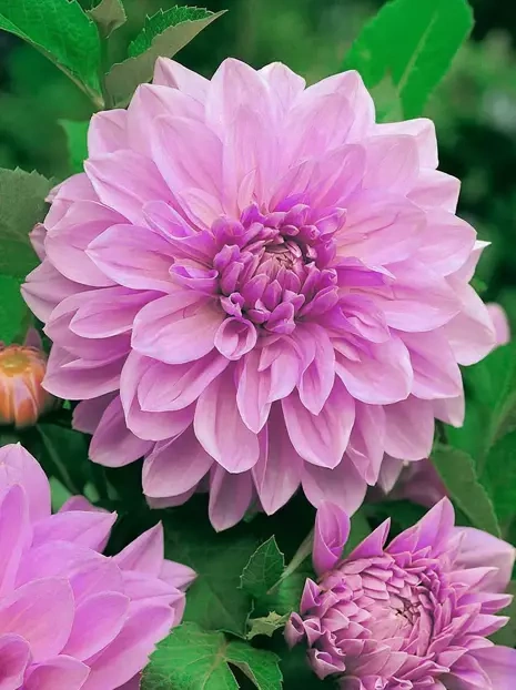 Dahlie (Dahlia) 'Lavender Perfection'