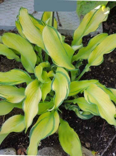 Funkie (Hosta) Ripple Effect