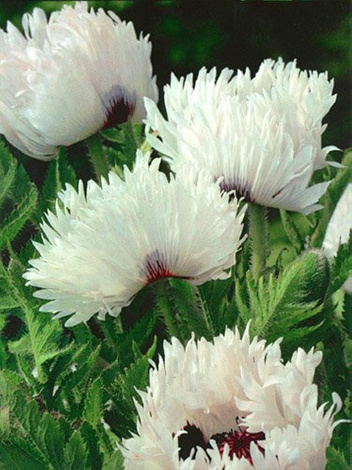 Mohn (Papaver orientale) 'White Ruffels'