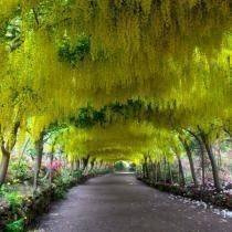 Gemeiner Goldregen (Laburnum anagyroides)