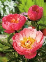 Pfingstrose (Paeonia hybrida) 'Coral Sunset'